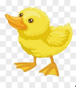 小黄鸭照片