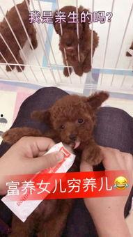 快手网红狗豆豆